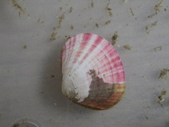 Semele rubropicta