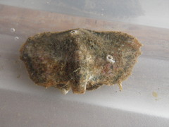 Cryptolithodes typicus