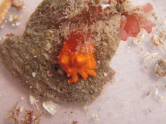 Echidnocerus cibarius