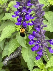 Xylocopa appendiculata