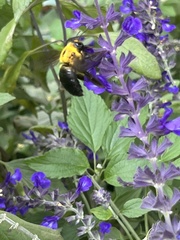Xylocopa appendiculata