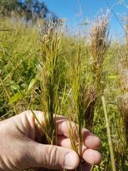 Schizachyrium microstachyum
