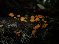 Favolaschia calocera