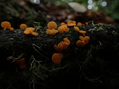 Favolaschia calocera