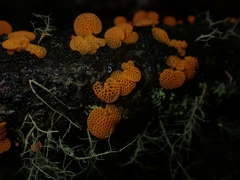 Favolaschia calocera