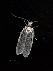Hoplostega ochroma