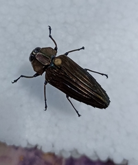 Actenodes costipennis