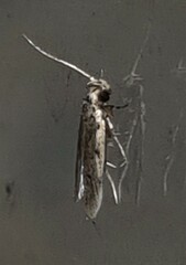 Hoplostega ochroma