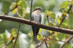 Chrysococcyx caprius