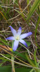 Brodiaea terrestris terrestris
