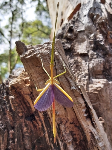 Spur Legged Phasmid photo 5