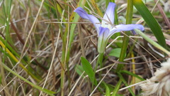 Brodiaea terrestris terrestris