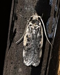 Hoplostega ochroma