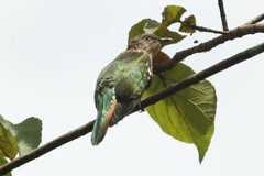 Chrysococcyx caprius