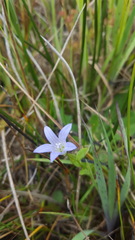 Campanula californica