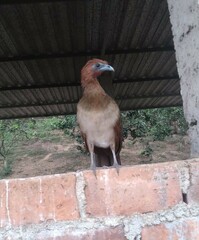 Ortalis erythroptera