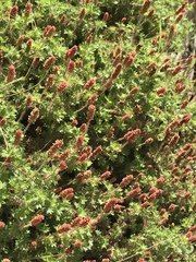 Acalypha radians