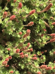 Acalypha radians