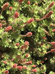 Acalypha radians