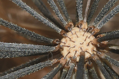Porophyllum ruderale