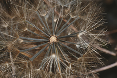 Porophyllum ruderale