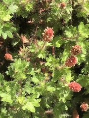 Acalypha radians