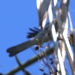 Aphelocoma californica