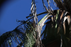Aphelocoma californica