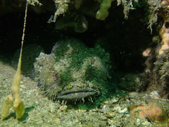 Batrachomoeus dubius