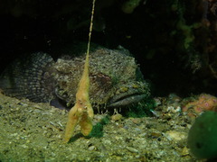 Batrachomoeus dubius
