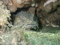 Batrachomoeus dubius