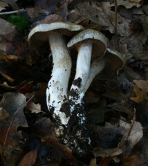 Cortinarius infractus