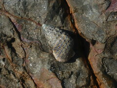 Clypeomorus petrosa