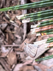 Theclinesthes onycha