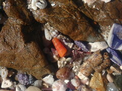 Seila crocea