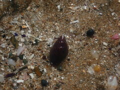 Pardalinops testudinaria