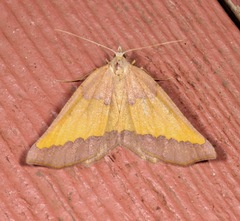 Lychnosea helveolaria