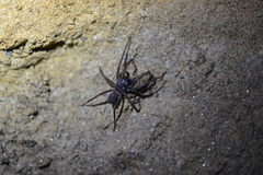 Corinninae