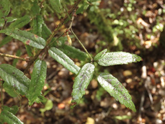 Rubus schmidelioides