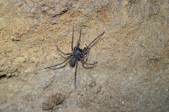Corinninae