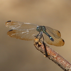 Micrathyria didyma
