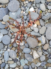 Epilobium microphyllum