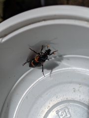 Nicrophorus nepalensis