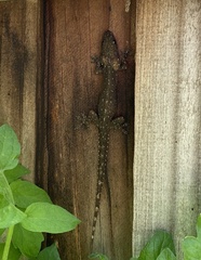 Hemidactylus garnotii