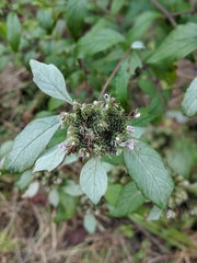 Pycnanthemum albescens