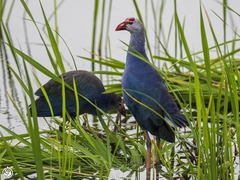 Porphyrio poliocephalus