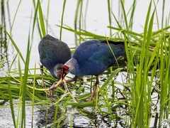Porphyrio poliocephalus
