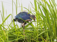 Porphyrio poliocephalus