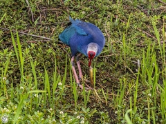 Porphyrio poliocephalus