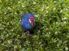 Porphyrio poliocephalus